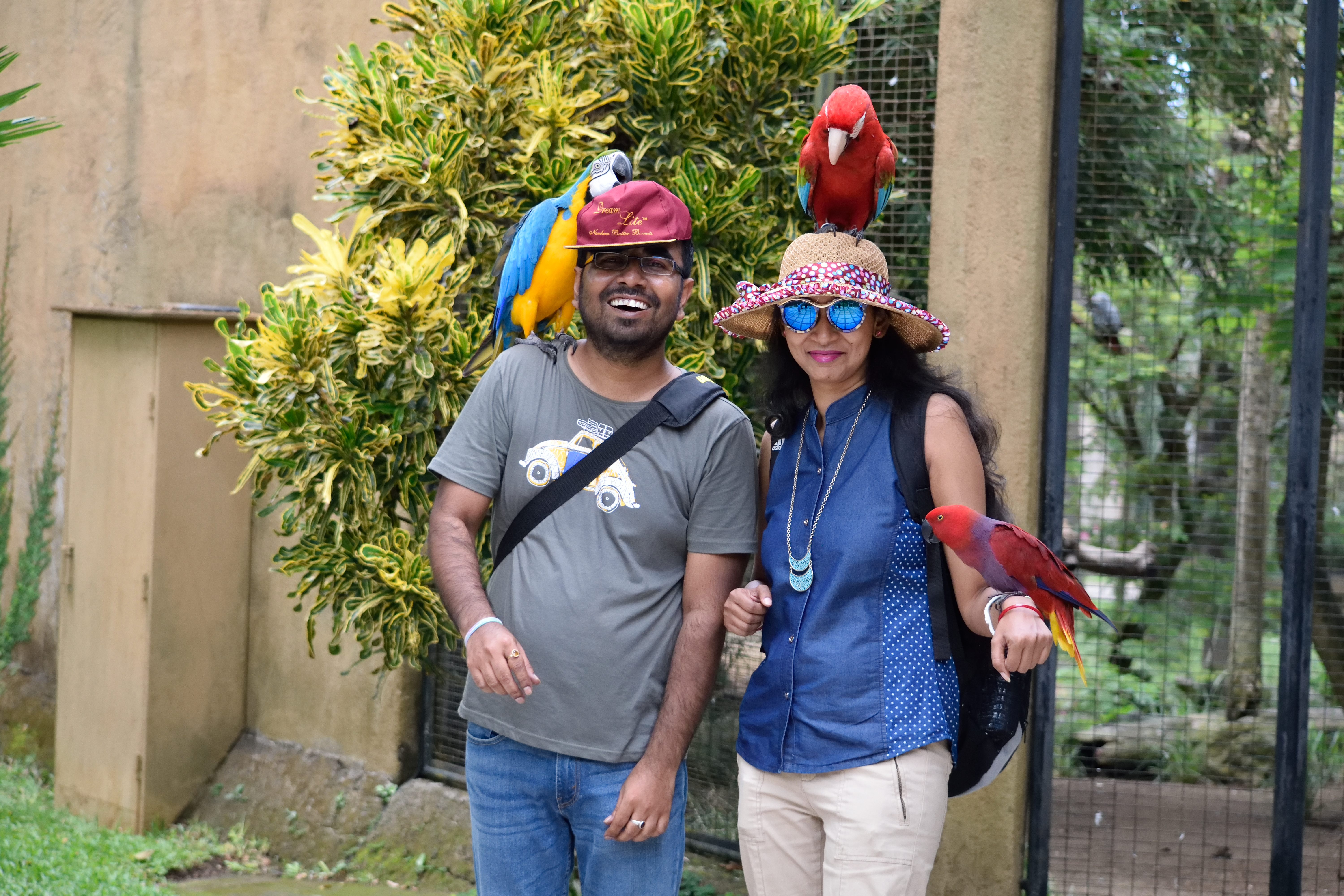 Macaws biting off the button from our cap in Bali Bird Park