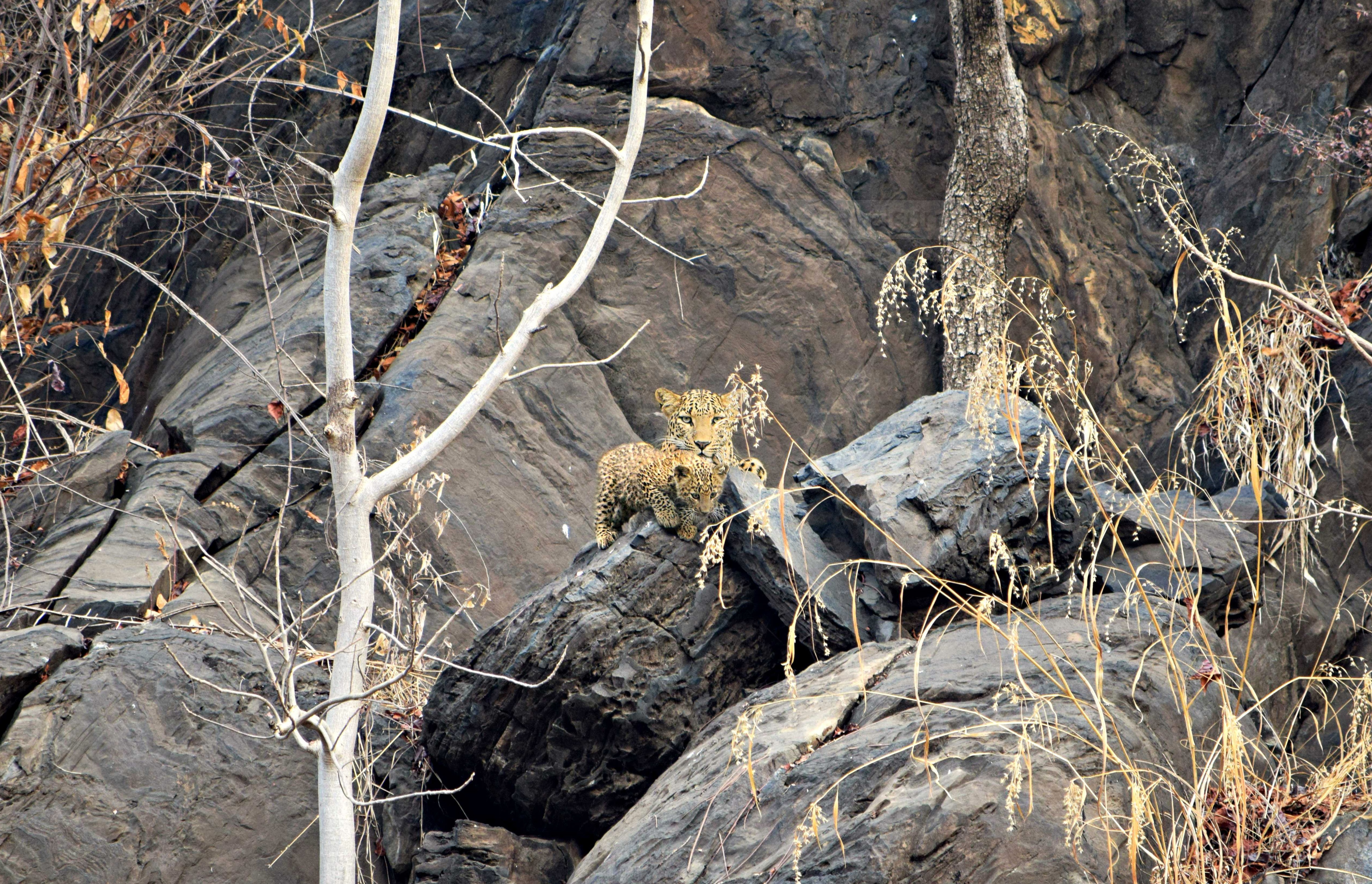 Crouching leopard, hidden cubs