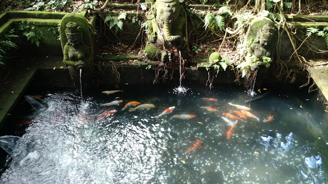 The spring full of goldfish