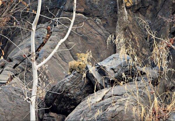 Crouching leopard, hidden cubs in Sariska Tiger Reserve