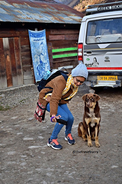Friendly Dog in Gurudongmar North Sikkim