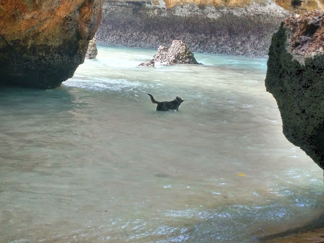 dog enjoying in sea water