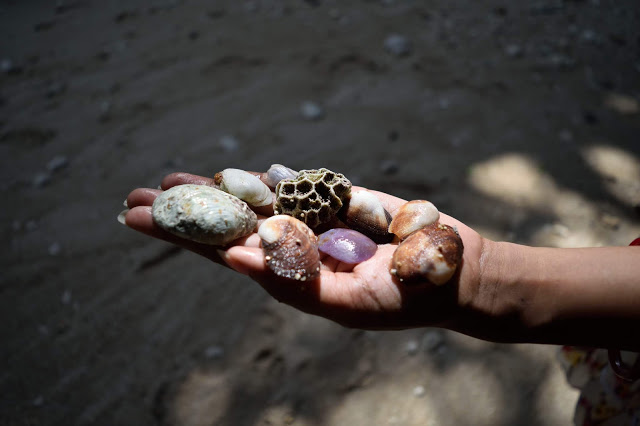 shells collected from Uluwatu beach in Bali