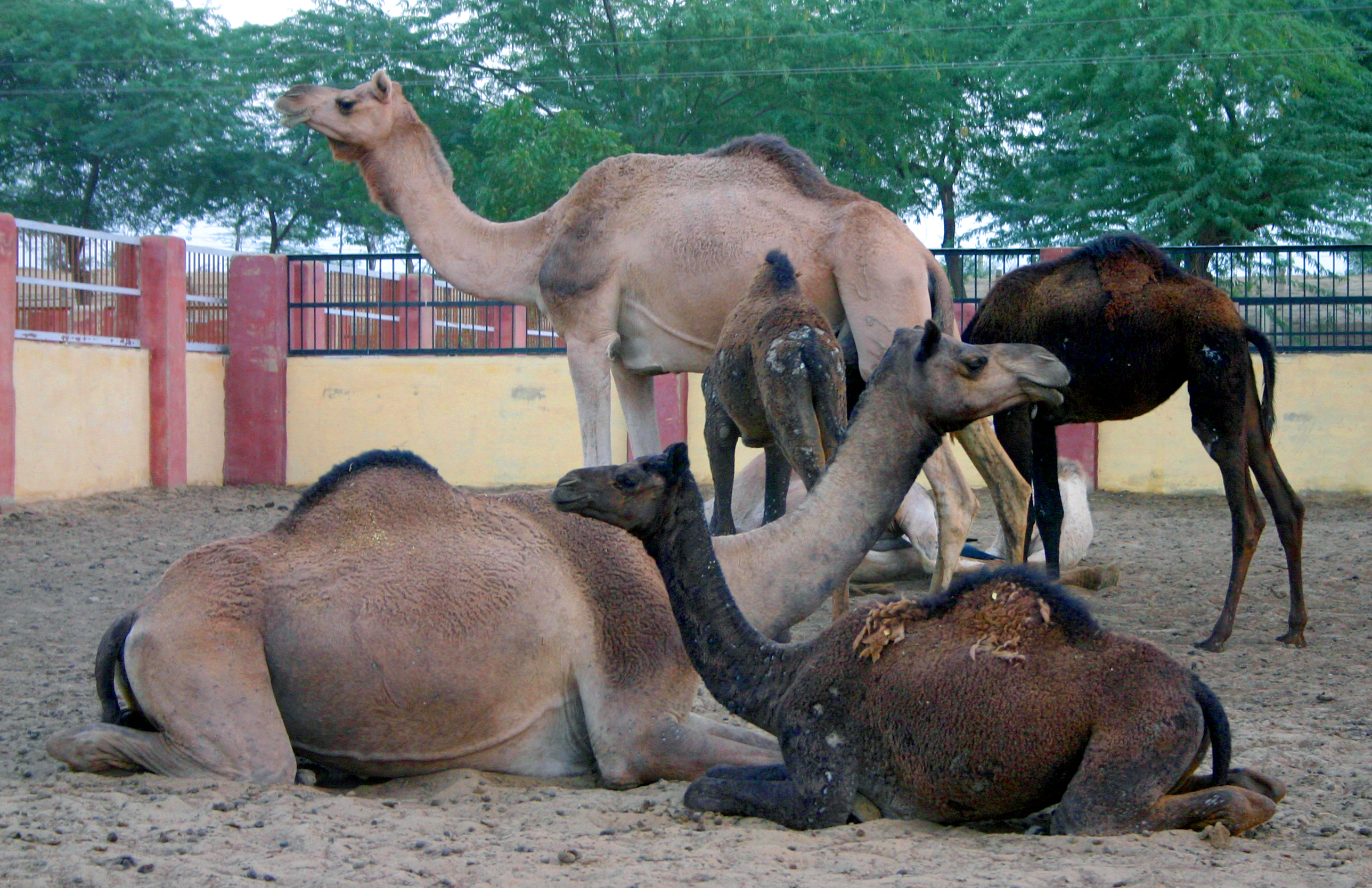 National institute of camel research if you have extra time in hand while touring Bikaner