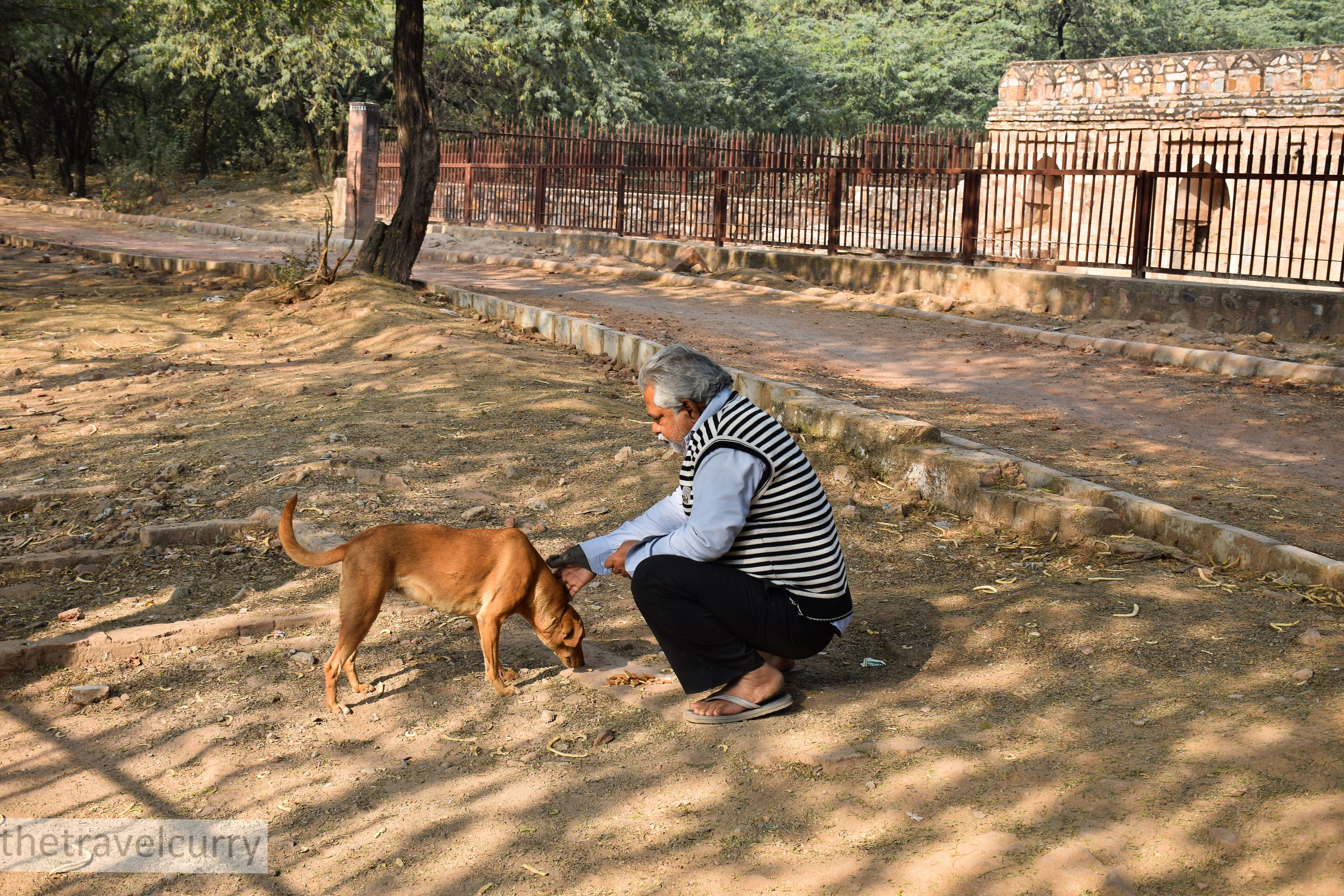 Friendly dogs in Mehrauli Archaeological Park
