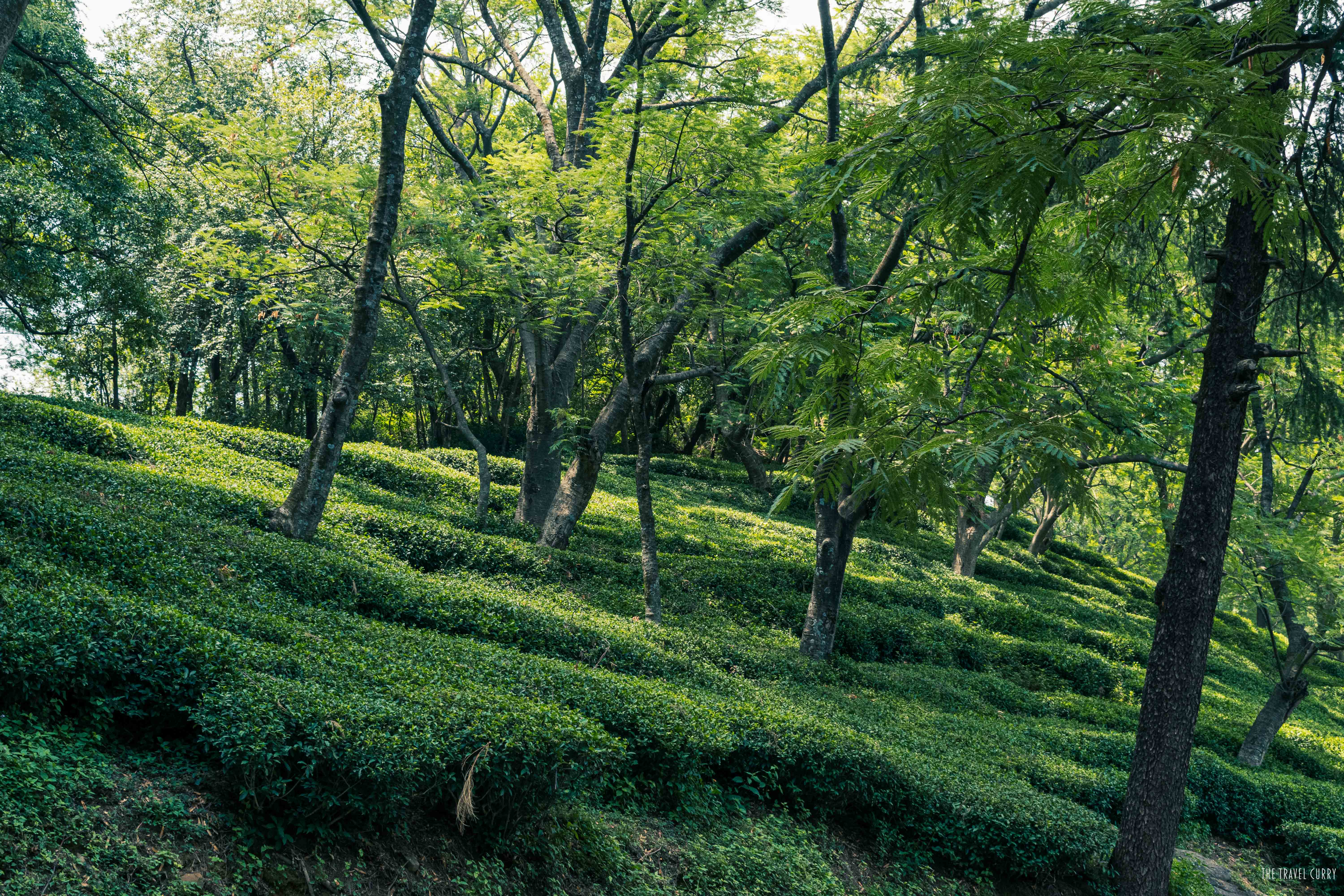 The lush green tea estate
