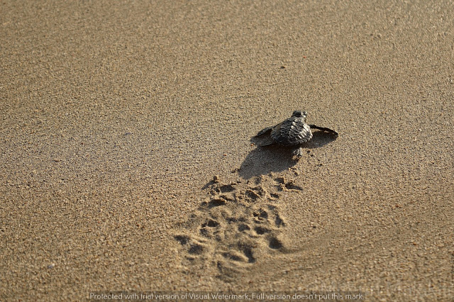 Release of baby turtle in the ocean