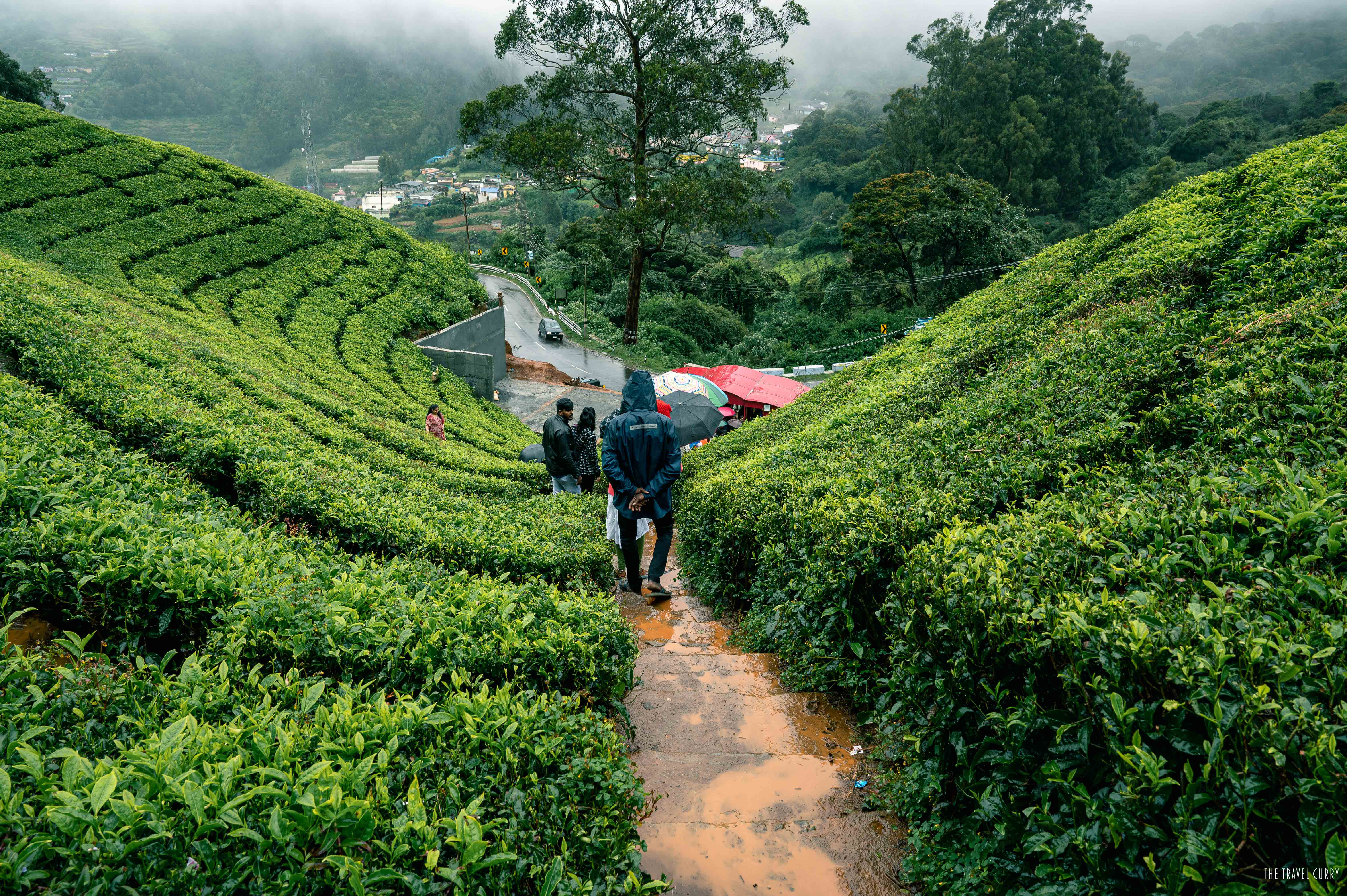 Government Tea Garden is the most exciting place to visit in Ooty