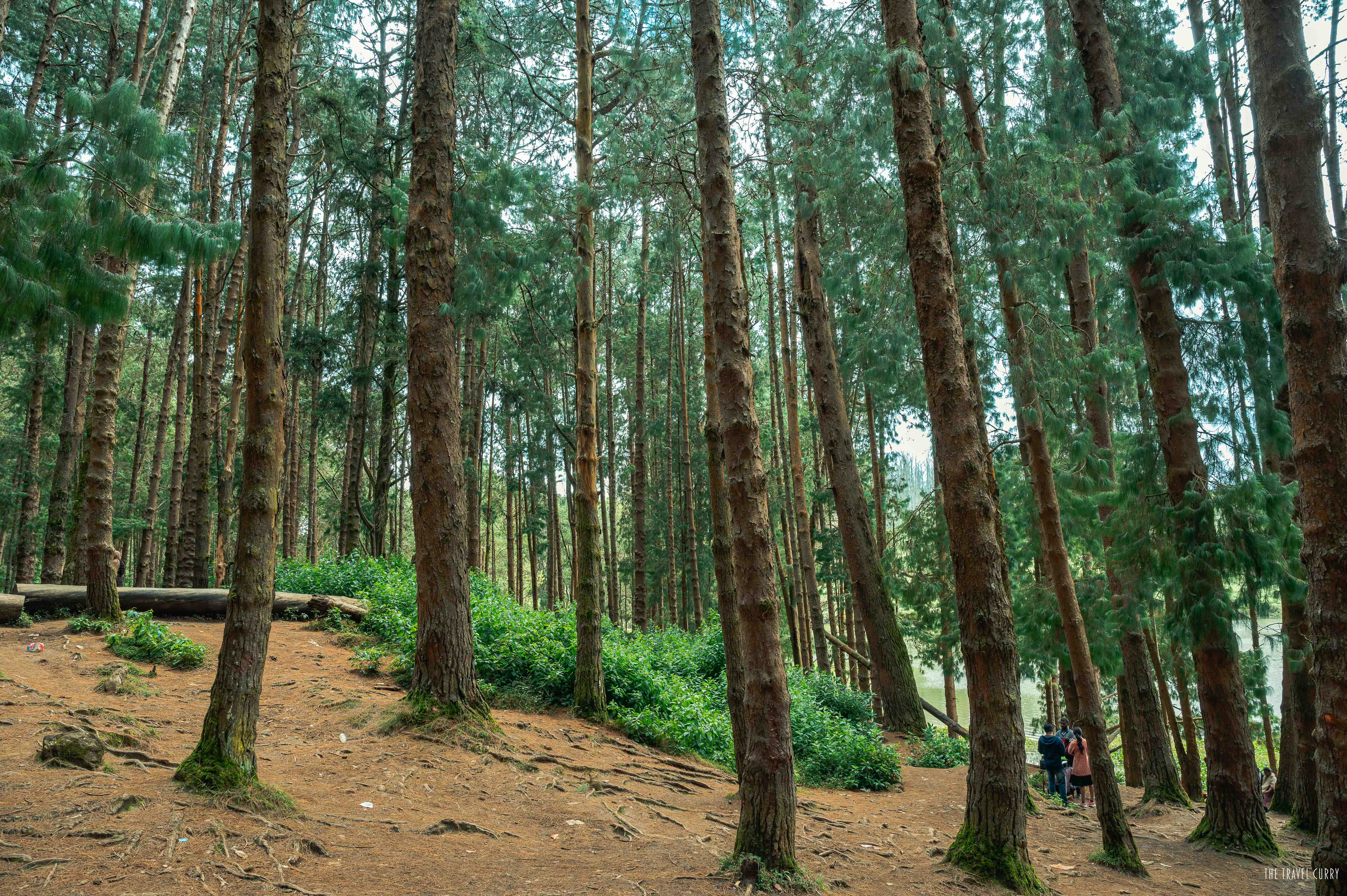 Don't forget to tick off Pine Forest from places to visit in Ooty