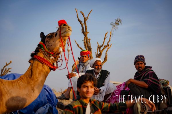 Camel in Bikaner Festival